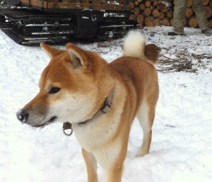 Loki, dog of winter